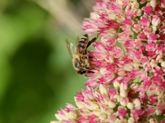 Der Garten im Klimawandel